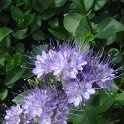 Picasa 2.7